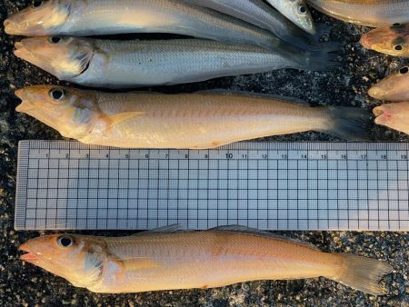 いつまでキスは釣れるかな?ついに落ちギス来るか。